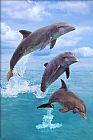 Sea Life Canvas Paintings - Dolphin